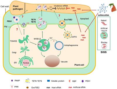 Extracellular Vesicles: Emerging Players in Plant Defense Against Pathogens